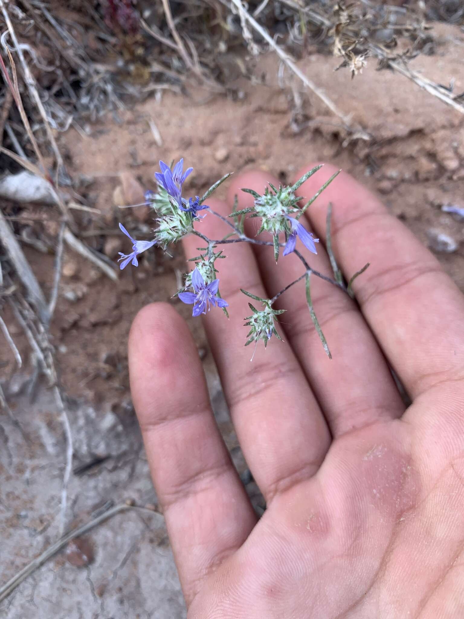 Imagem de Eriastrum eremicum subsp. zionis (T. T. Craig) S. J. De Groot