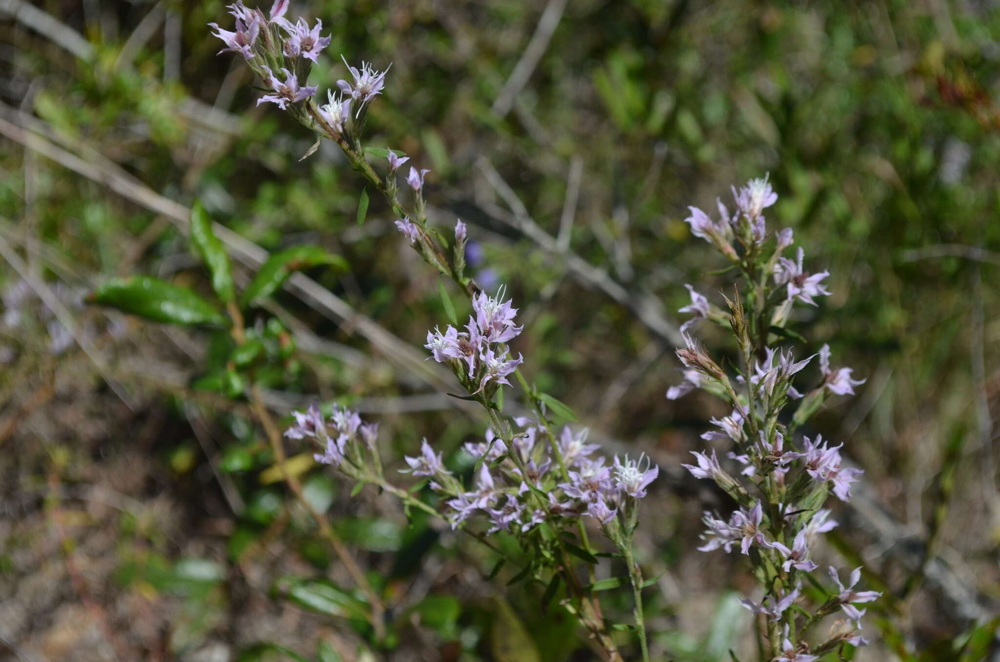 Image de Liatris elegans (Walt.) Michx.