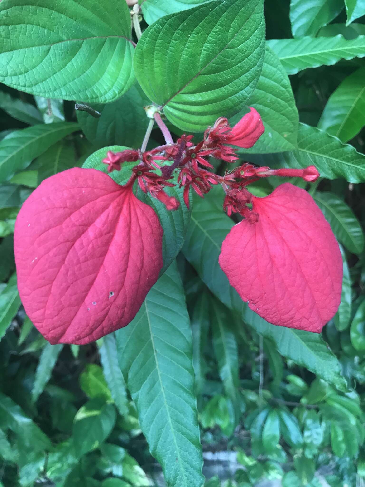 Image of red mussaenda