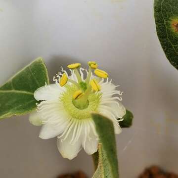 Passiflora siamica Crab的圖片