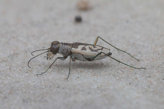 Image of Cylindera (Plectographa) suturalis (Fabricius 1798)