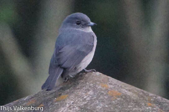 Image de Melaenornis fischeri toruensis (Hartert 1900)