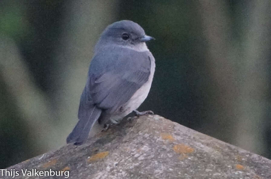 Plancia ëd Melaenornis fischeri toruensis (Hartert 1900)