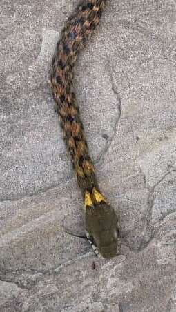 Image of Orange-collared Keelback