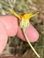 Image of Helianthus devernii Draper