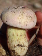 Butyriboletus pulchriceps (Both, Bessette & R. Chapm.) Kuan Zhao & Zhu L. Yang 2015的圖片