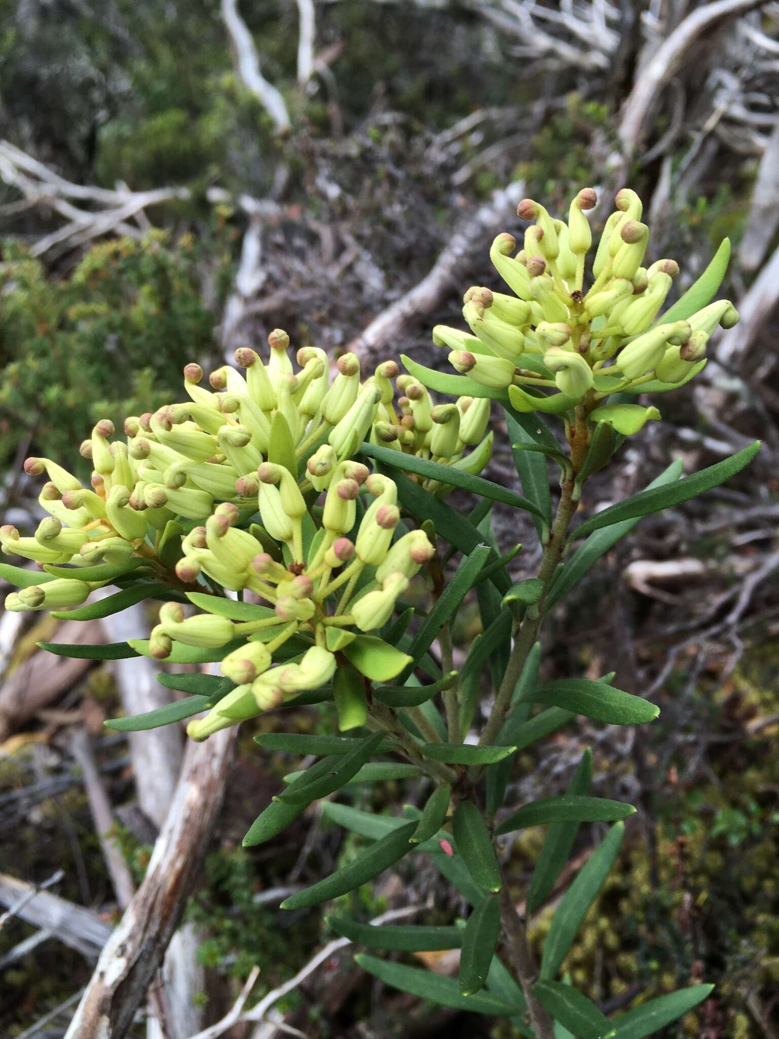 Image of Lomatia polymorpha R. Br.