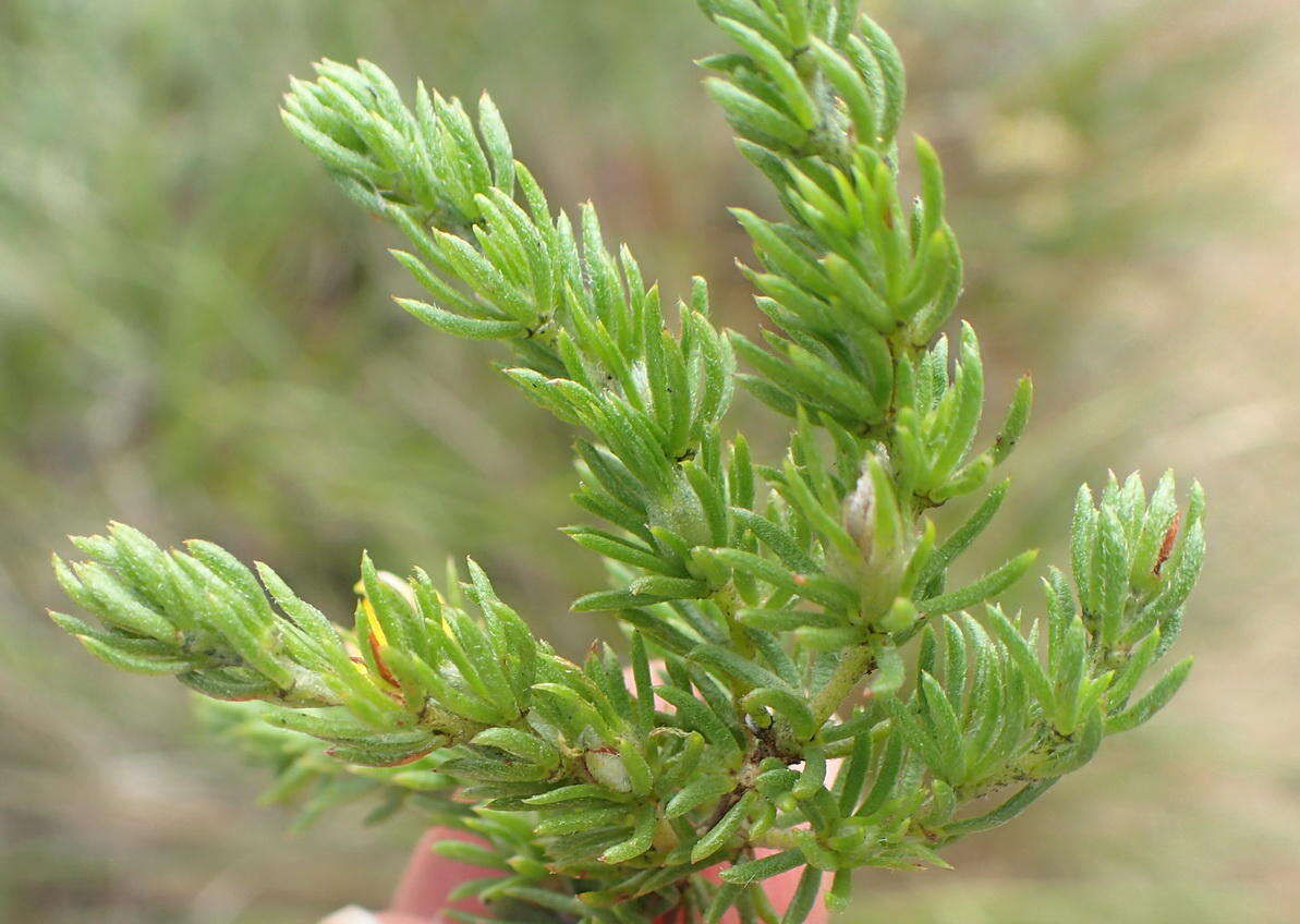 Image of Aspalathus asparagoides subsp. asparagoides