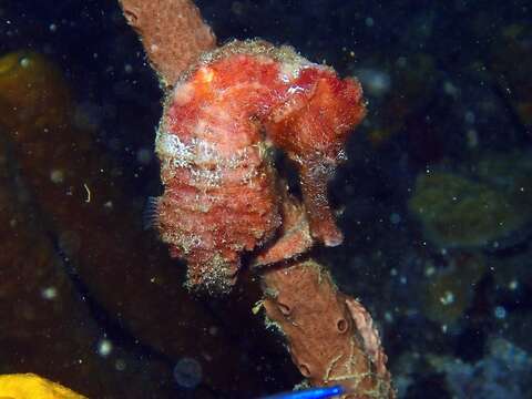 Image of Long-snout Seahorse