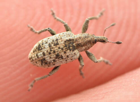 Image of Dock Hyper Weevil