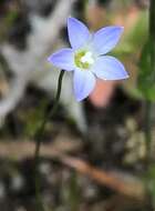 صورة Wahlenbergia gracilenta Lothian