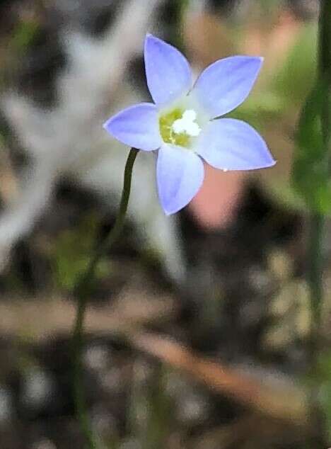 Image of Wahlenbergia gracilenta Lothian