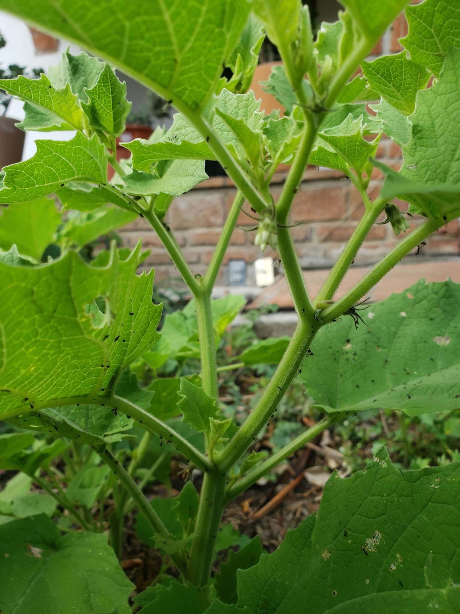 Plancia ëd Physalis nicandroides Schltdl.