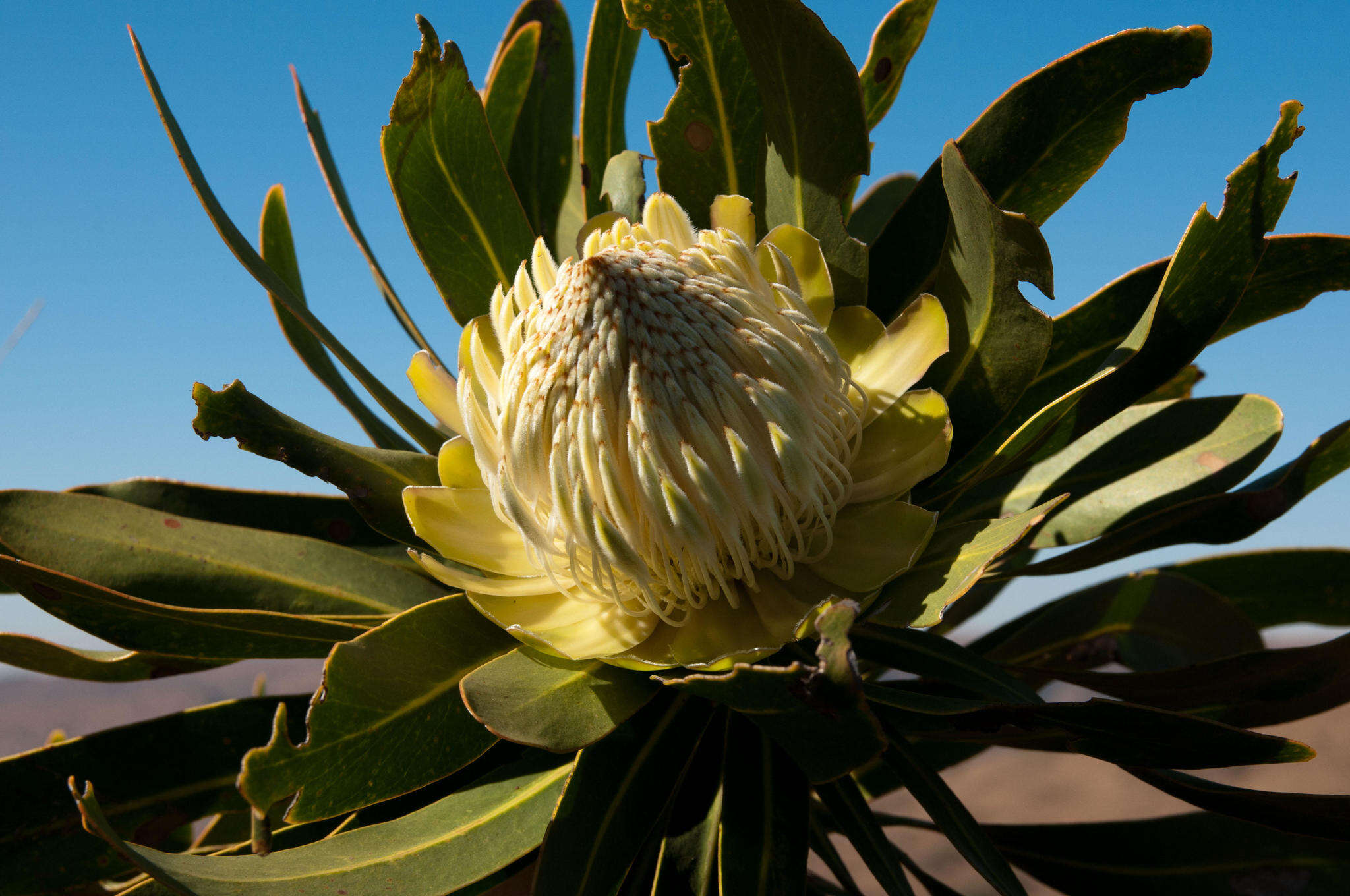 Plancia ëd Protea comptonii Beard