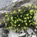 Image of Saxifraga exarata subsp. pseudoexarata (Br.-Bl.) D. A. Webb