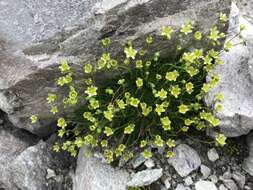 Image of Saxifraga exarata subsp. pseudoexarata (Br.-Bl.) D. A. Webb