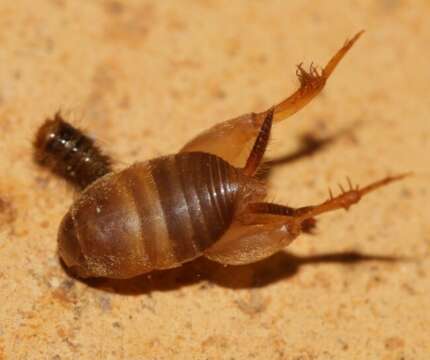 صورة Myrmecophilus (Myrmecophilus) myrmecophilus (Savi 1819)