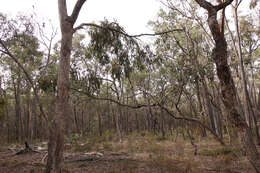 Image of Eucalyptus goniocalyx subsp. goniocalyx