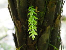 Image of Tmesipteris sigmatifolia Chinnock