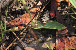 Imagem de Caladenia major (R. Br.) Rchb. fil.