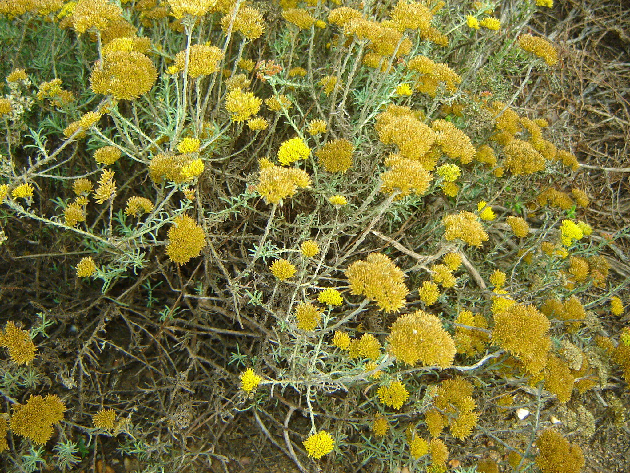 Image of Helichrysum rutilans (L.) D. Don