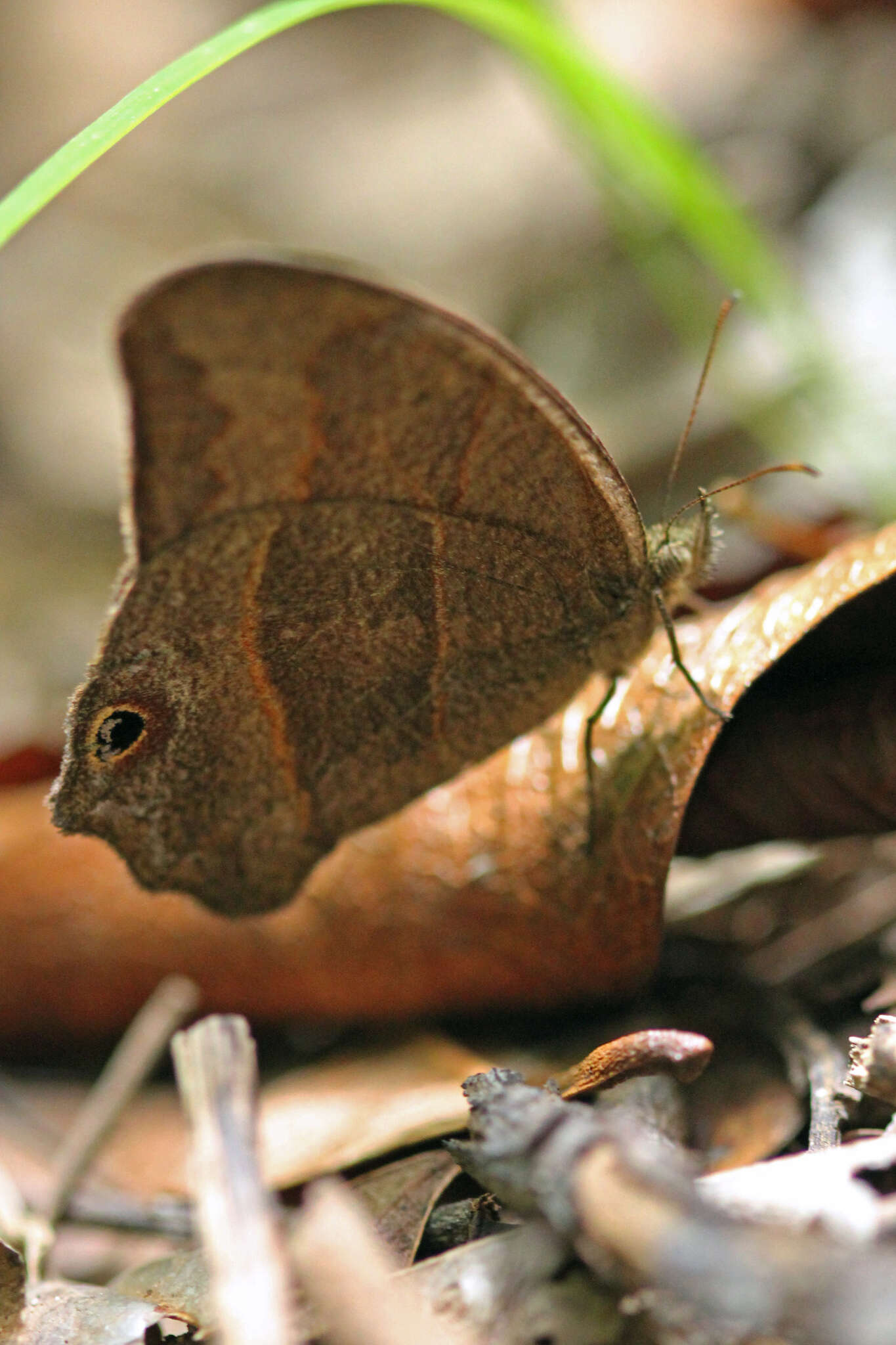 Image of <i>Cyllopsis hedemanni</i>