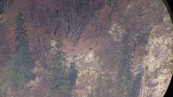 Image of Brown bear