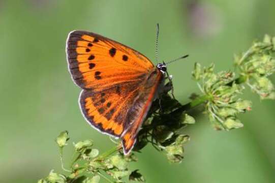 Image of Lycaena dispar rutilus (Werneburg 1864)