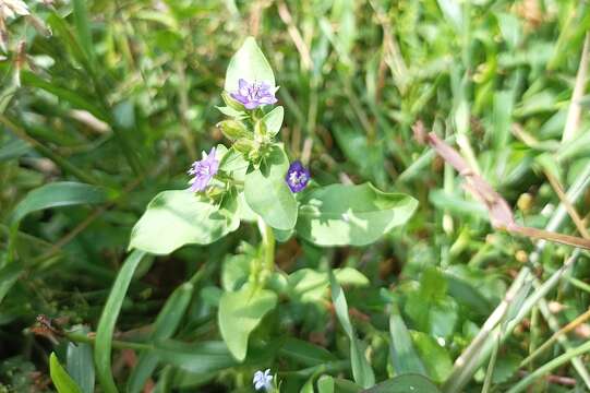 Image of Hydrolea zeylanica (L.) Vahl