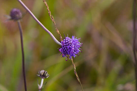 Image of Devil’s Bit Scabious