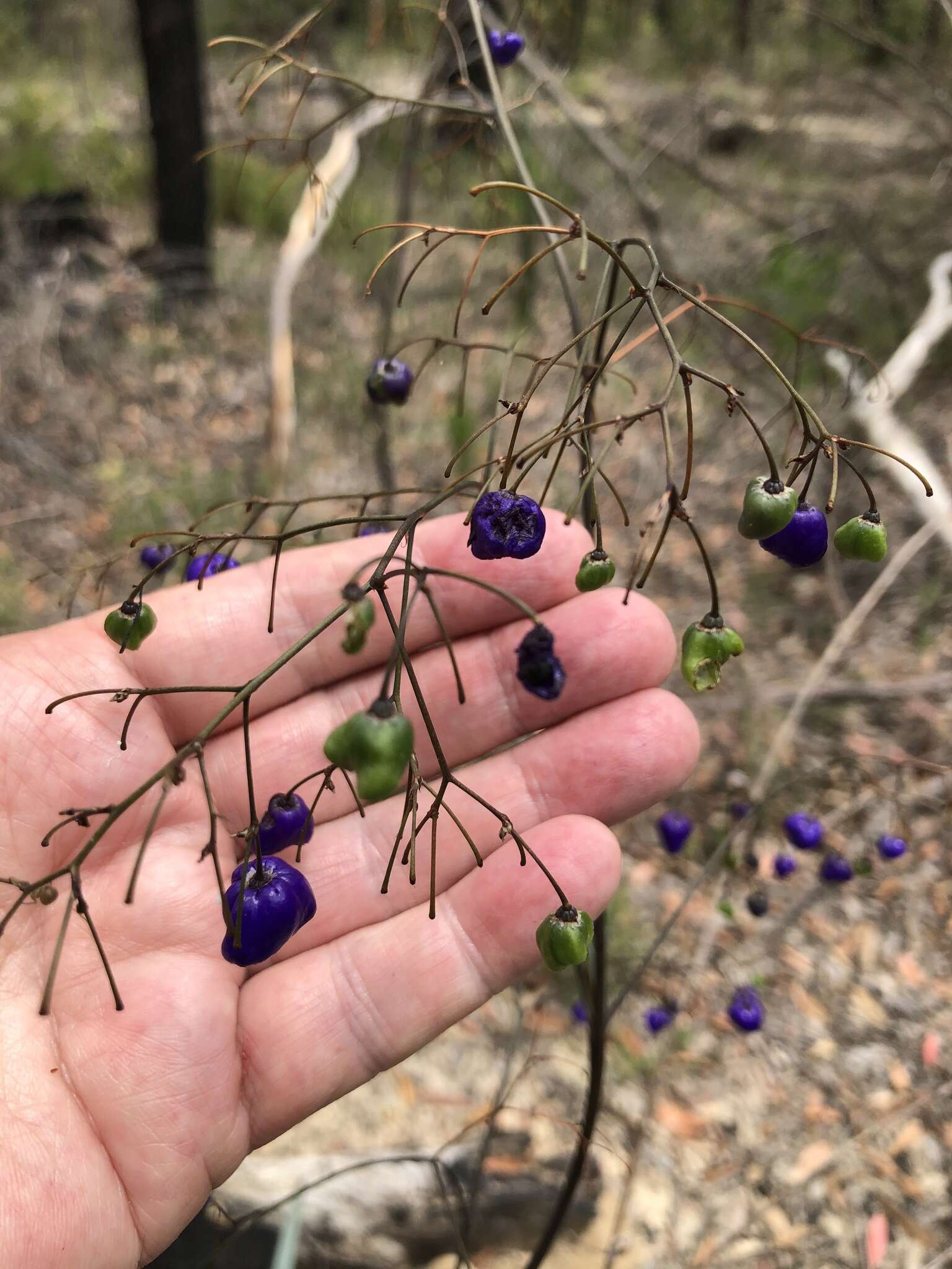 Слика од Dianella prunina R. J. F. Hend.