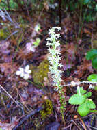 Image of Royal rein orchid