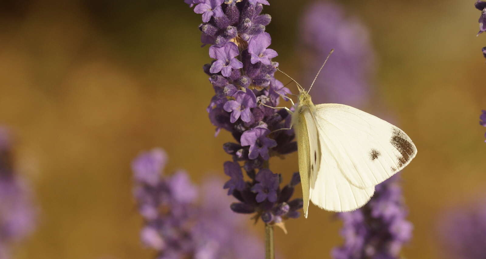 Image of Southern Small White