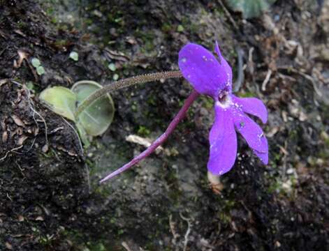 Pinguicula oblongiloba A. DC.的圖片