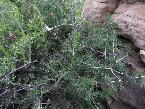 Image de Convolvulus sagittatus Thunb.