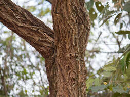 Image of Handroanthus ochraceus subsp. ochraceus