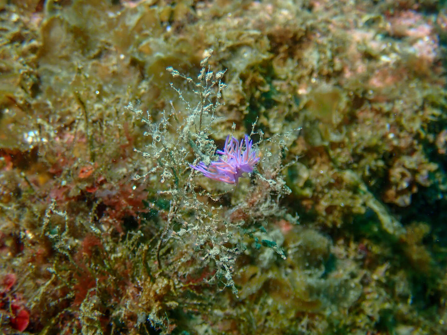 Image of Mediterranean violet aeolid