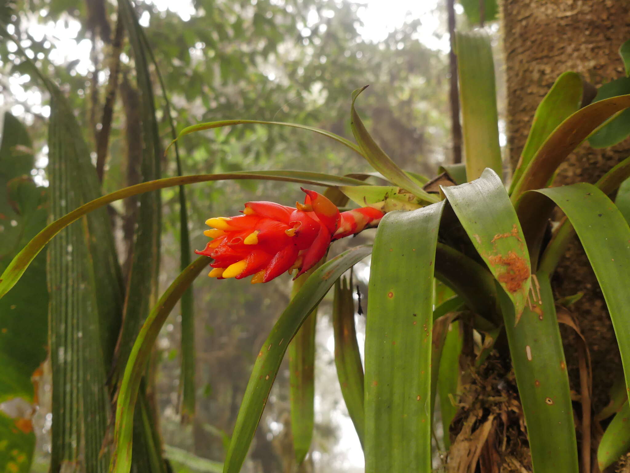 Imagem de Guzmania jaramilloi H. Luther