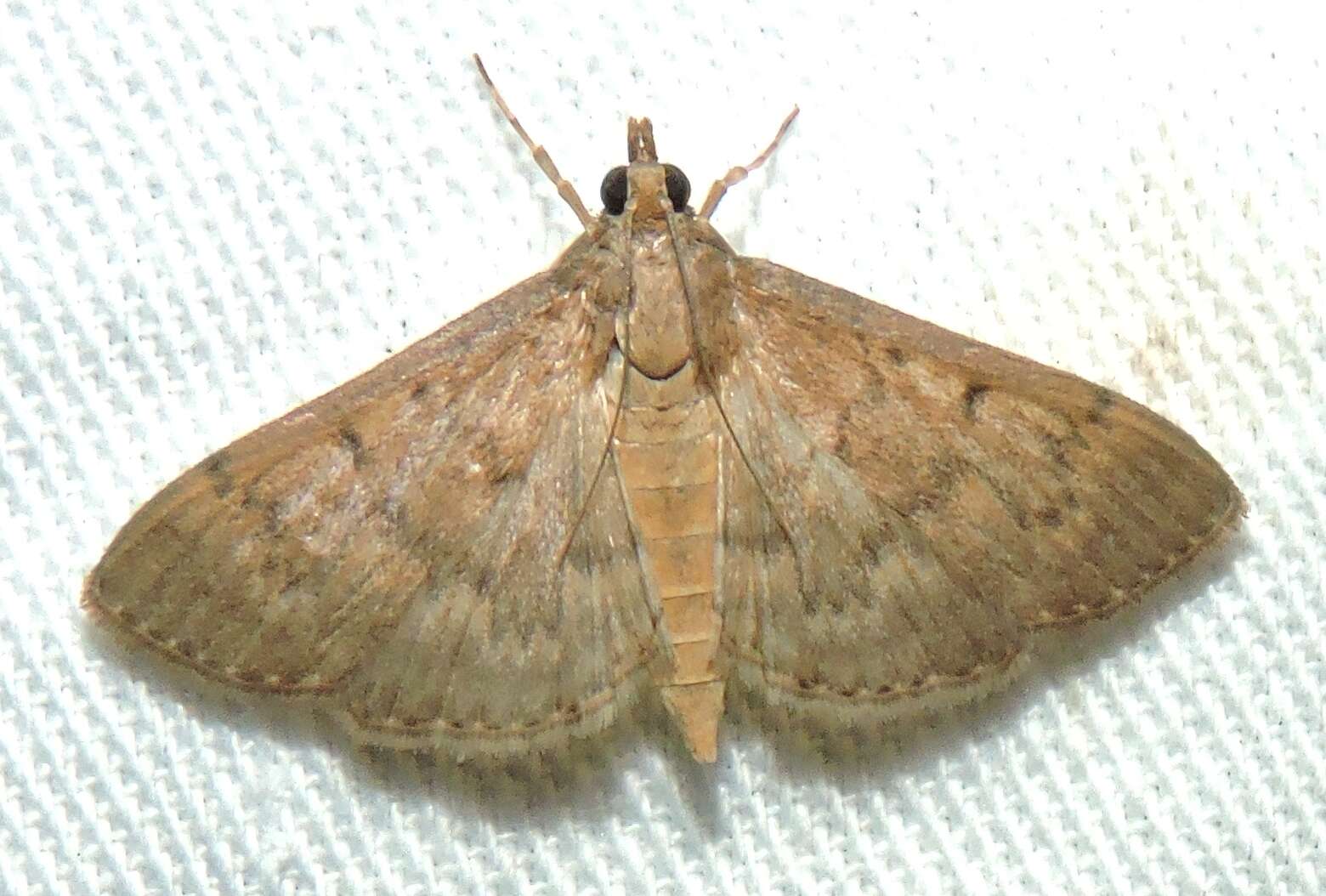 Image of Grass webworm