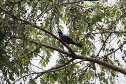 Imagem de Lamprotornis splendidus (Vieillot 1822)