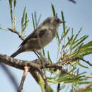 Image of Sombre Rock Chat