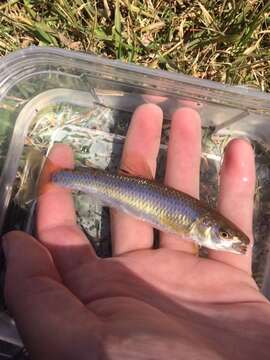 Image of Whitetail Shiner