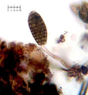Image of Septosporium bulbotrichum Corda 1837