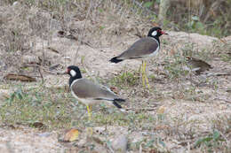 Image of Red-wattled Lapwing