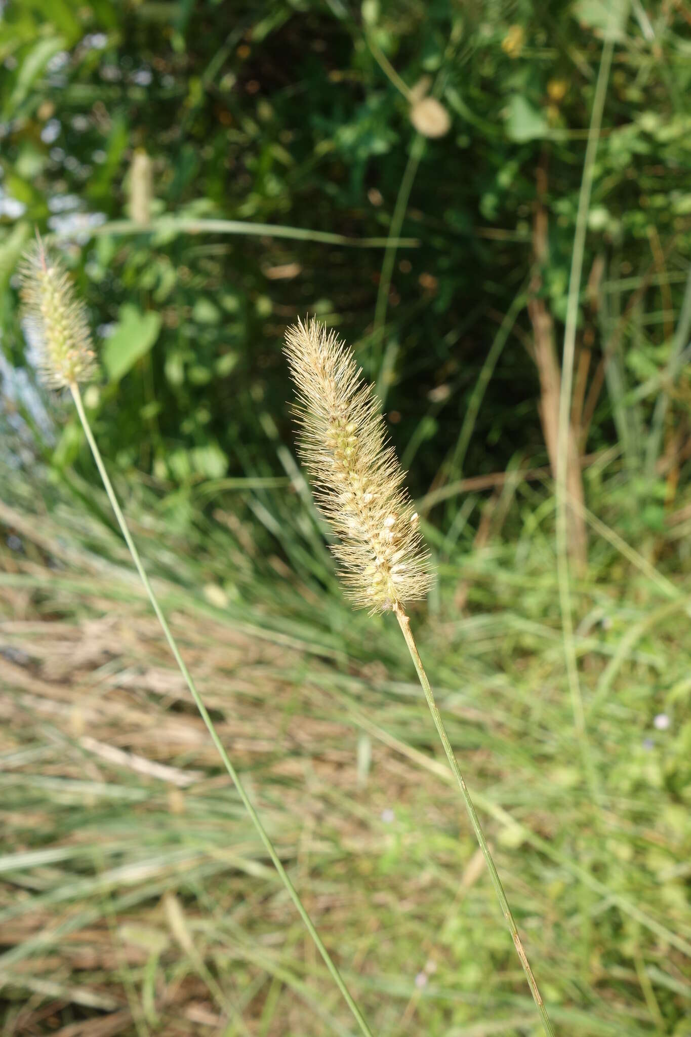 Image of Yellow Bristle Grass