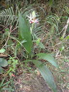 Image of Swamp orchid