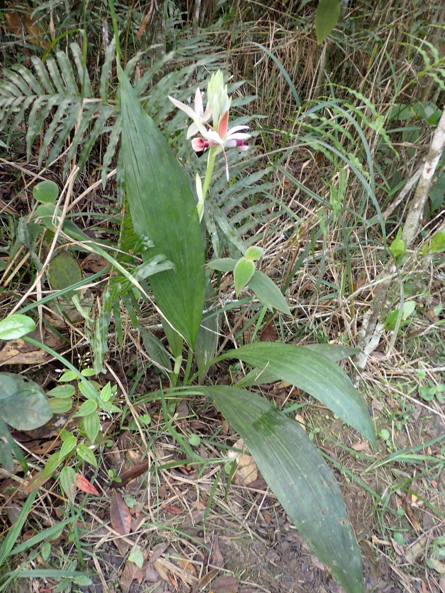 Image de Phaius tankervilleae (Banks) Blume