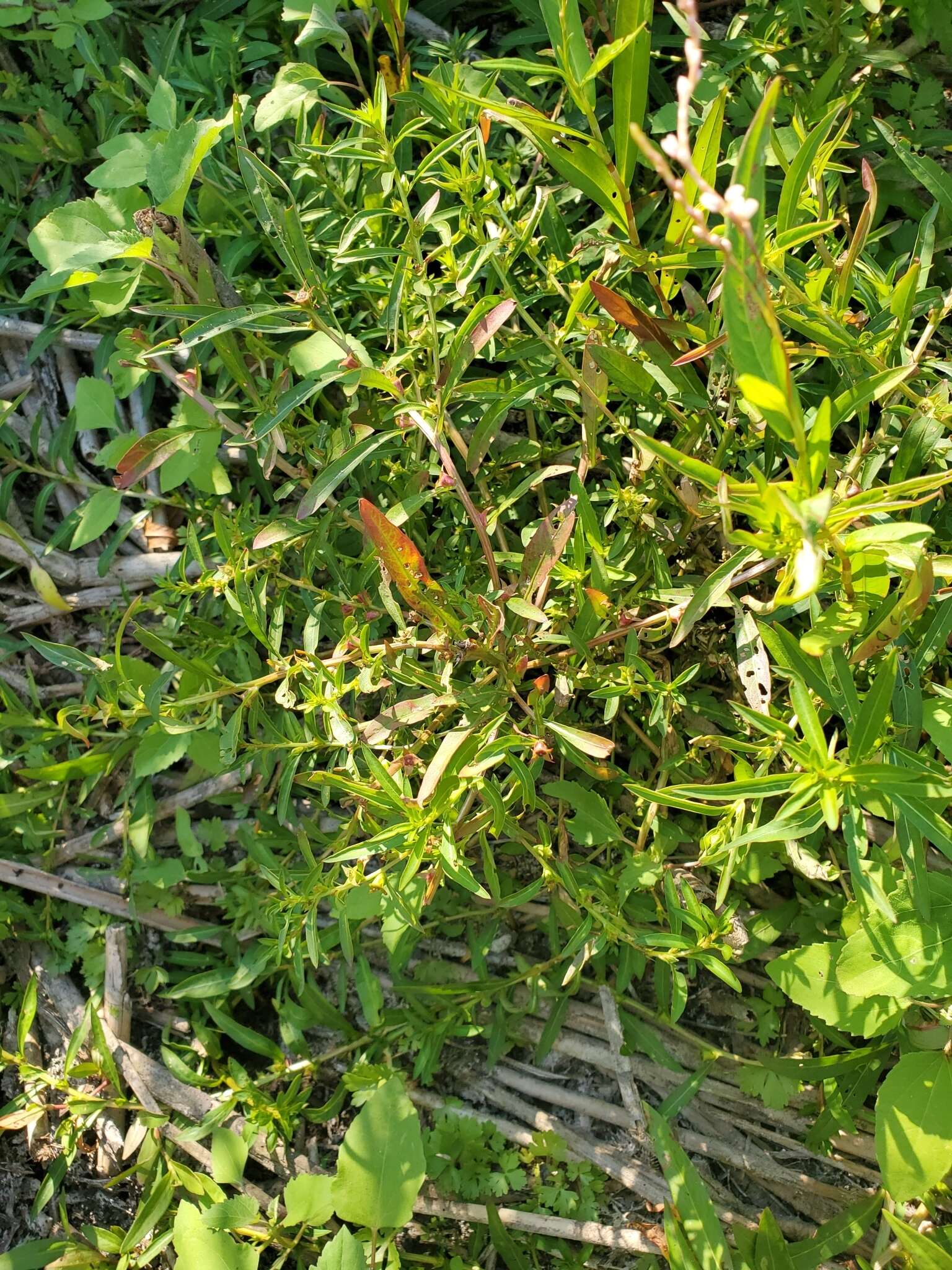 Image of manyfruit primrose-willow