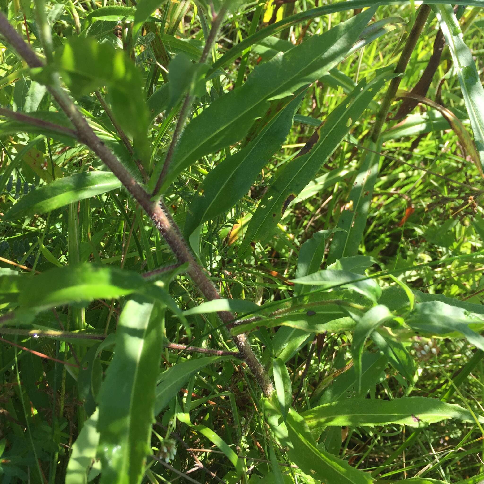 Image of purplestem aster