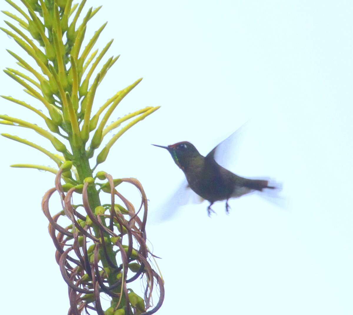 Image of Rufous-capped Thornbill